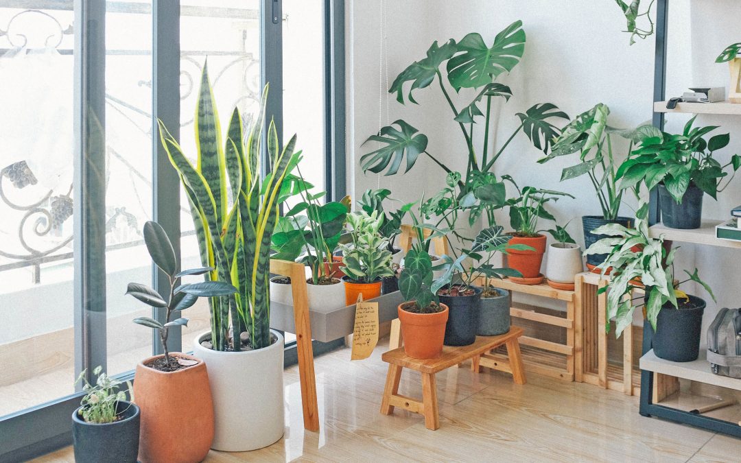 Interjecting Plants Into Your Home