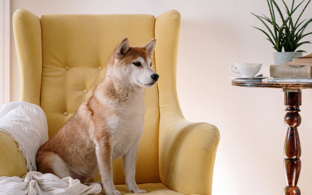 Creating a Pet Friendly Home